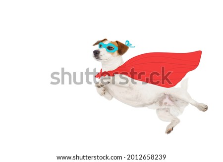 Flying Brave Jack Russell Terrier, in a super hero costume with a red cloak and a blue mask, isolated on a white background. Super hero winner concept.