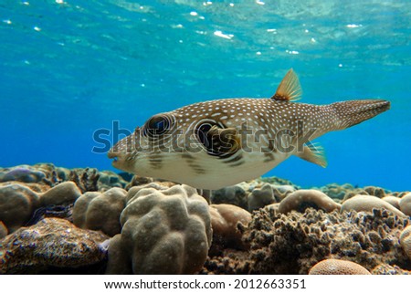 Whitespotted Puffer Fish - Arothron hispidus in the Red Sea                               