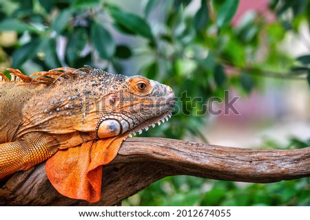 An orange iguana lying on a log