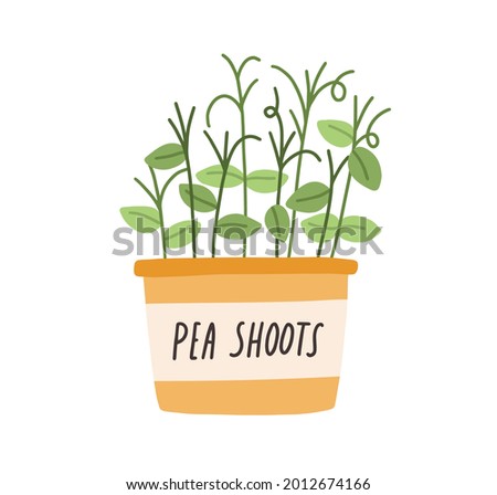 Green fresh pea shoots growing in pot. Sprouts of microgreens in planter. Organic micro greens in container. Growth of healthy herbs. Flat vector illustration of food plant isolated on white