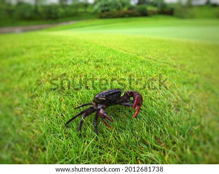 Field crab on the grass in the rural