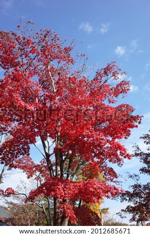 Red Autumn Leaves of Japanese Maple
