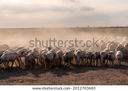 Photograph of a shepherd and a flock of sheep in the dust clouds on their way home. Konya, Turkey.