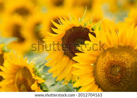 Yellow sunflower flowers in a row on the field