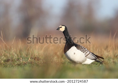 Barnacle goose (Branta leucopsis) standing in a field Royalty-Free Stock Photo #2012724587