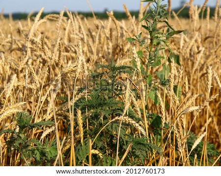 Ambrosia bush on the background of the wheat field