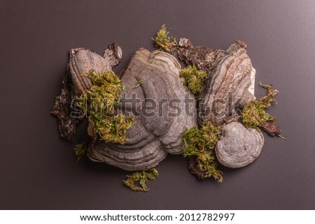 Mushroom tinder fungus or Fomes fomentarius on black stone concrete background, top view