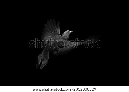 Close up Rock Pigeons Flying in The Air Isolated on Black Background (Black and White) - Picture Concept "Hope"