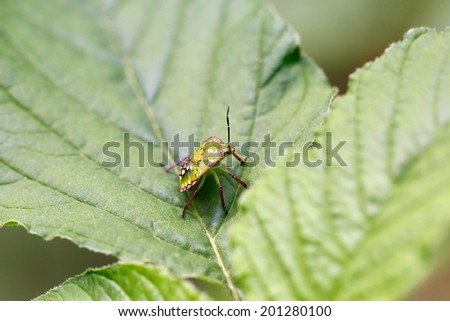 Green bedbug (Lygus spinolai) on a green leaf with natural background