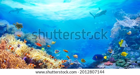 Animals of the underwater sea world. Panoramic view of the coral reef. Colorful tropical fish. Ecosystem. 