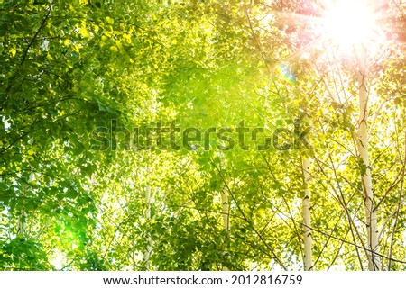 Summer natural background with sunbeams warm sun shines through birch tree branches in forest. Royalty-Free Stock Photo #2012816759