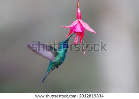 Hummingbird - Green violet ear (Colibri thalassinus) flying to pick up nectar from a beautiful flower, San Gerardo del Dota, Savegre, Costa Rica. Action wildlife scene from nature. Royalty-Free Stock Photo #2012819834