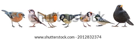 Collection of the most common European birds, isolated with white background