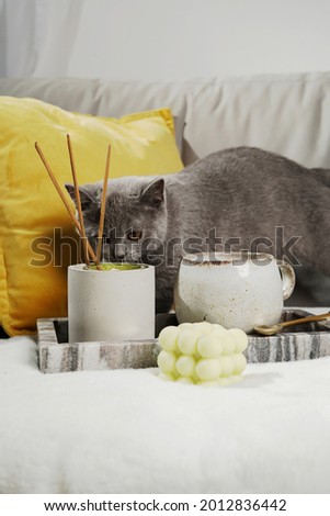 Home decoration: A grey kitten sniffing on a candle in concrete form, a mug, bubble candle in a marble tray on a white fluffy blanket
