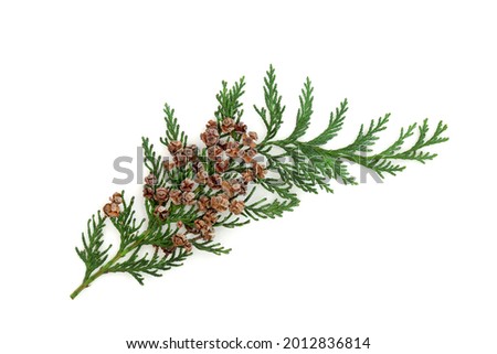 Cedar cypress fir leaf sprig with pine cones isolated on white background. Design element. Arbovitae. Flat lay top view, copy space.  