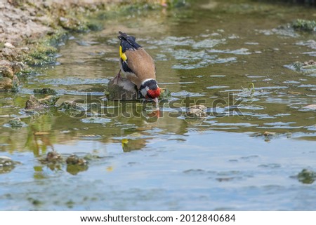 An adult goldfinsh taking a drink from the running stream water.