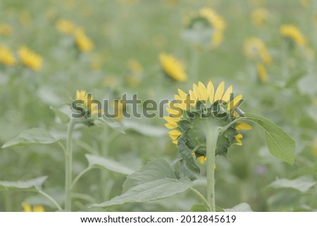 Pictures of sunflower flowers facing backwards.