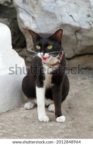 A beautiful black and white cat sitting on the ground gaping at the sight of something threatening.