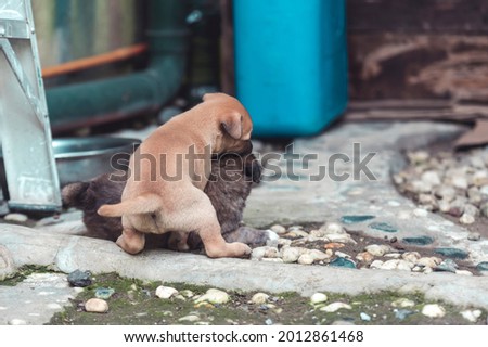 A one-month old puppy mounts his sibling while wrestling. Display of dominant behavior among puppies. Shot at the backyard.