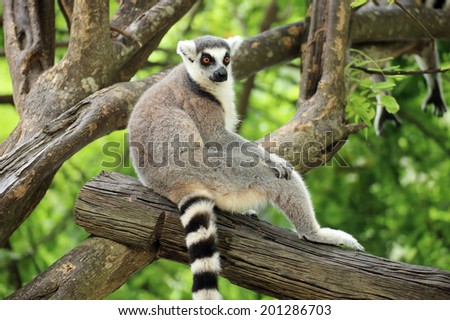 Ring-tailed lemur sitting on the tree