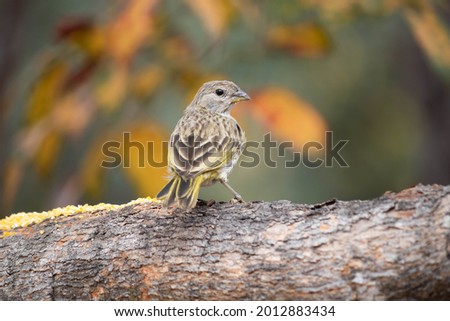 Canario da terra, Sicalis Flaveola. The canary of the land Scalis flaveola, is also known as the canary-of-the-garden Royalty-Free Stock Photo #2012883434