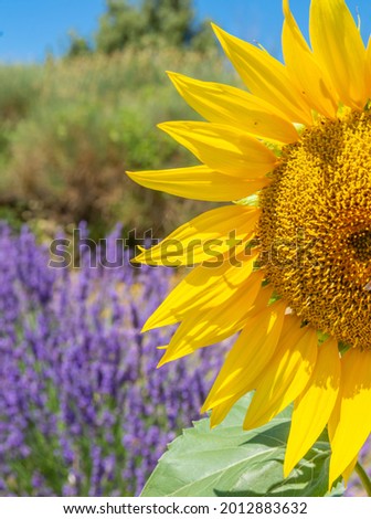 half sunflower in front of lavender. Picture take in french provence.