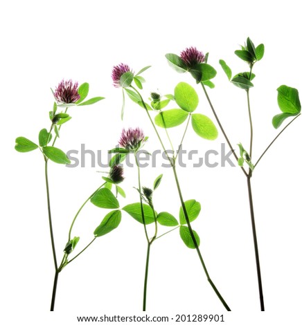 Four plants of red clover flowers isolated on white  
