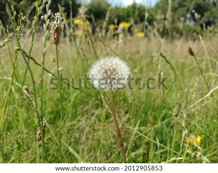 Wildflower in Meadow Common Dandelion Plant 