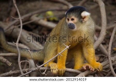 Closeup portrait of Golden Squirrel Monkey (Saimiri sciureus) sitting on branch and playing Pampas del Yacuma, Bolivia.