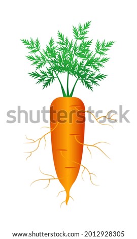 Carrot with roots and tops. Vector 3d illustration isolated on white background.