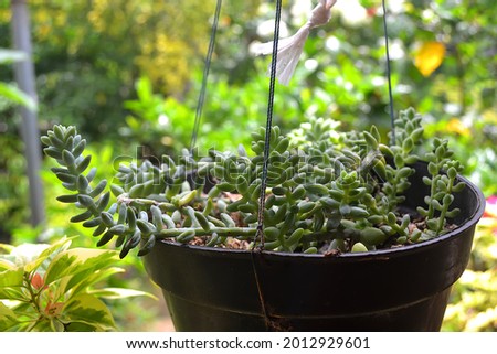 Green fresh succulent plant in a black hanging container garden with bokeh background. Selective focus