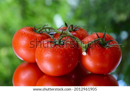 Bunch of juicy ripe tomatoes stock images. Red fresh tomatoes with water drops on a green background stock photo