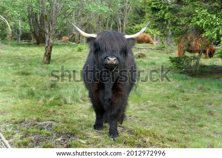                   black highland cattle in the forest             