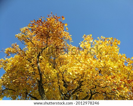 Autumn sky and yellow leafs