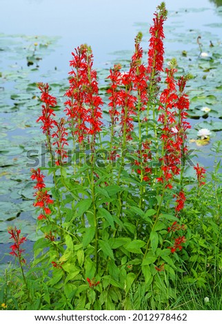 The Lobelia genus is a large one with several annual and perennial species with red flowers, such as Lobelia cardinalis, known commonly as cardinal flower. Royalty-Free Stock Photo #2012978462
