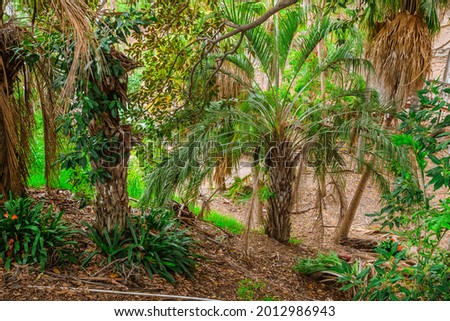 Tropical forest with palm trees in Balboa Park, San Diego