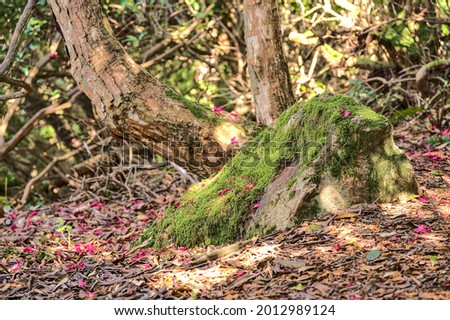 Beautiful closeup view of spring fallen pink petals of wild rhododendron blooming trees among rocks in Howth Rhododendron Gardens, Dublin, Ireland. Soft and selective focus. Ireland wildflowers
