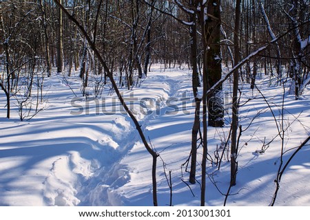bright sunny day in the winter forest, Moscow