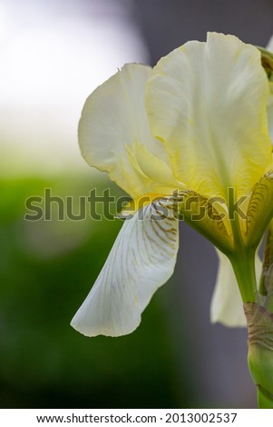 Big white iris with yellow bird on a sunny summer day macro photography. Blossom garden big flower with white petals close-up photo in summertime.