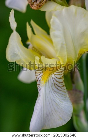 White bearded iris with on a sunny summer day macro photography. Blossom garden big flower with white petals and yellow beard close-up photo in summertime.