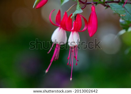 Blossom white pink fuchsia flower macro photography in a summertime.  Small garden flower with white and pink petals in a sunlight closeup photo. 