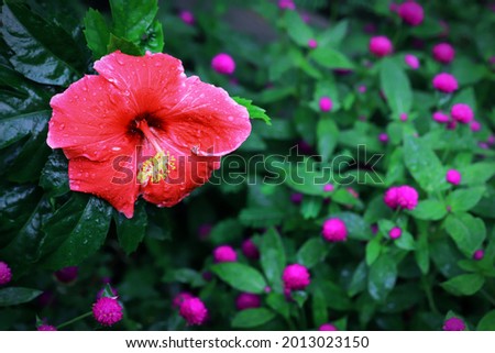 Red hibiscus flower growing among little pink flowers