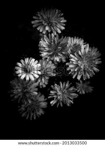 Black and White Floral Close-up Image Dandelions