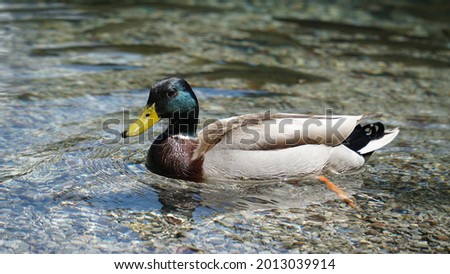 This is a male duck.