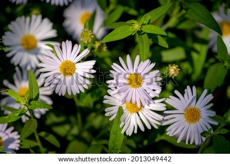 Selective focus of small white flowers of Symphyotrichum, Herbaceous annual and perennial plants in the composite family that were formerly treated within the genus Aster, Nature floral background.