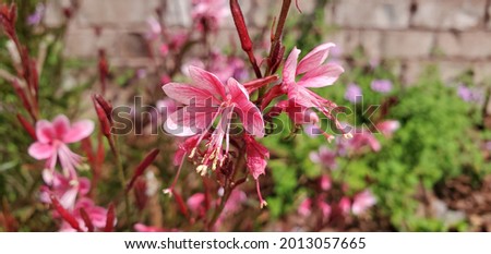 Pink Flower - Pink and White - Guara - Garden - Gardening Royalty-Free Stock Photo #2013057665