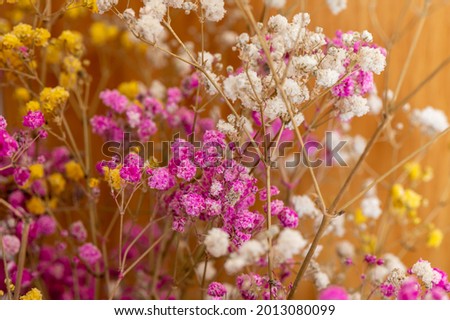 Macro dried colorful tiny flowers on stems isolated. Closeup shot with copy space. House interior decoration.