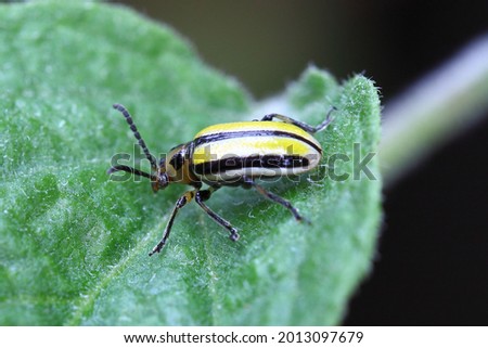 Striped Cucumber Beetle is a common garden pest. Beautiful color but a bad insect for the gardener Royalty-Free Stock Photo #2013097679