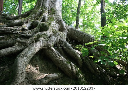 Old roots of a very large tree