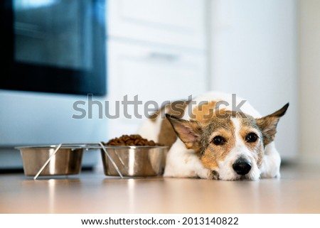 Sad, unhappy dog lies in front of a bowl of dry food. Concept of refusal to eat food for pets, veterinary diseases Royalty-Free Stock Photo #2013140822